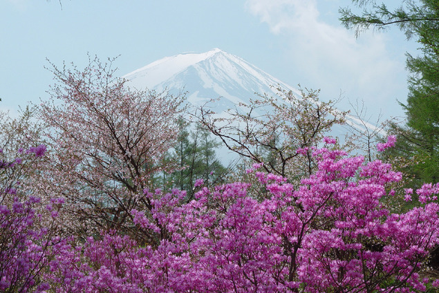 河口湖富士桜ミツバツツジまつりのアイキャッチ